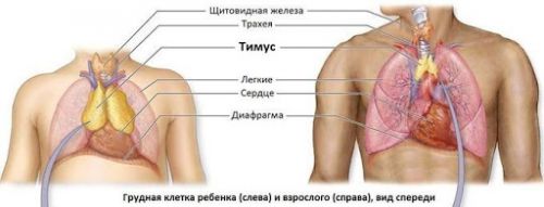 тимус у взрослых и у детей