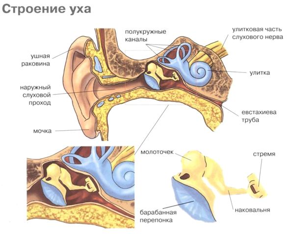 Строение уха