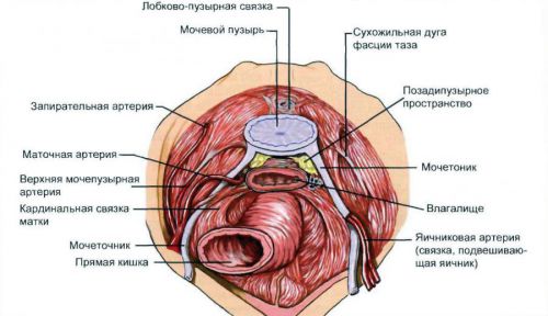 Анатомия мочевыделительной системы