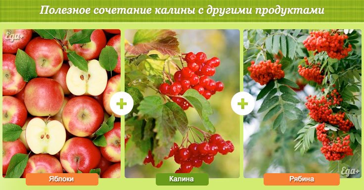 Сочетание калины с другими продуктами