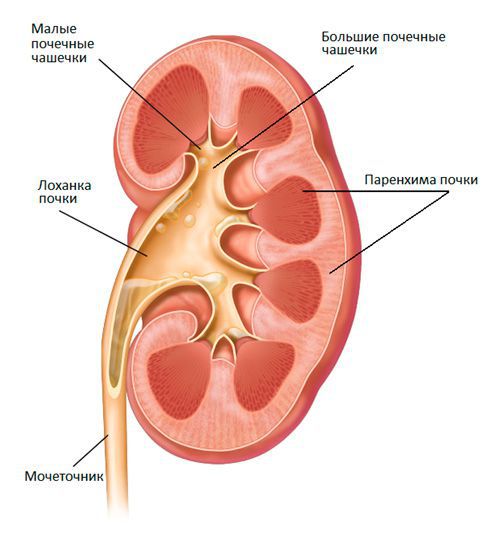 Анатомия почки