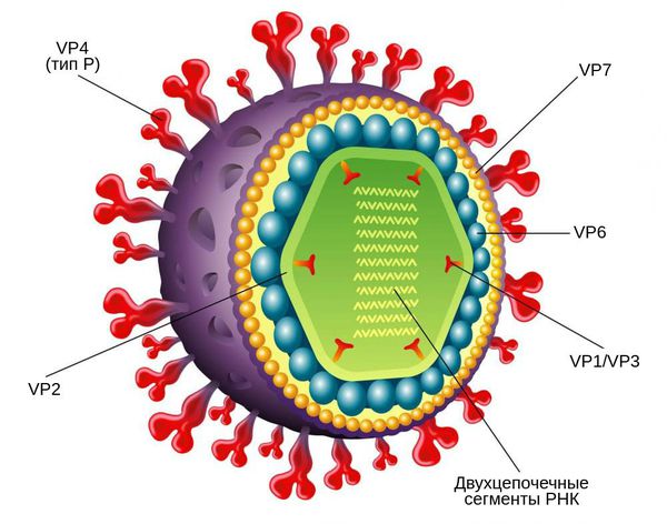 Строение ротавируса