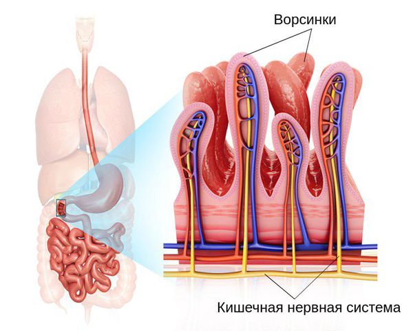 Строение стенки кишки: ворсинки и нервная система