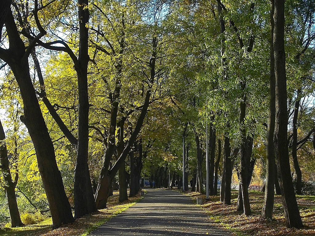 Аллея на Елагином острове. Фото: Uz1awa 