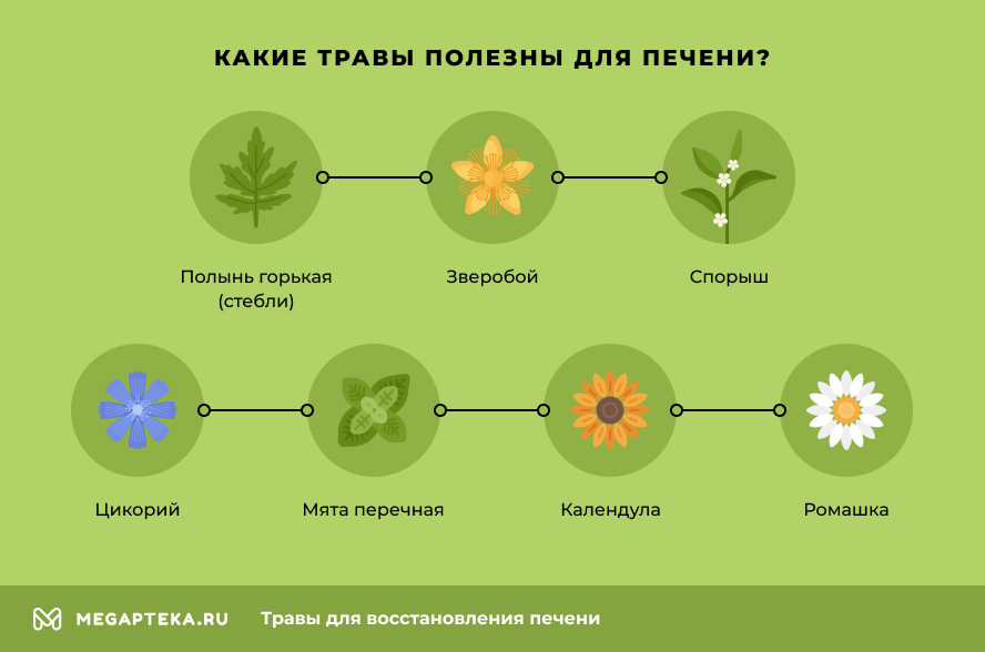 Какие травы полезны для печени?