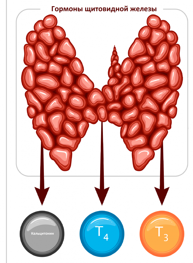гормоны щитовидной железы.png