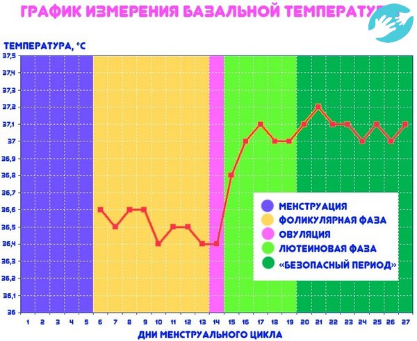 Существуют для основные фазы: фолликулярная для формирования яйцеклетки и лютеиновая для закрепления зачатия