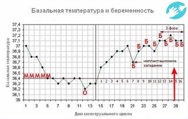 В интернете находиться множество примеров графиков базальной температуры на ранних сроках беременности фото и подпись помогут сориентироваться с результатом