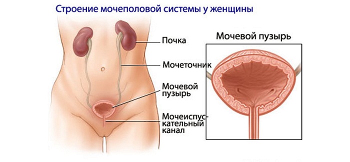 Строение мочевого