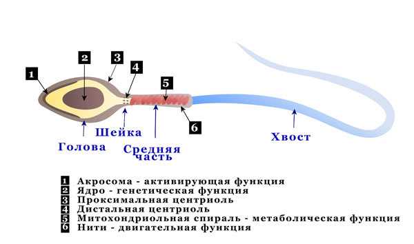 тератозооспермия