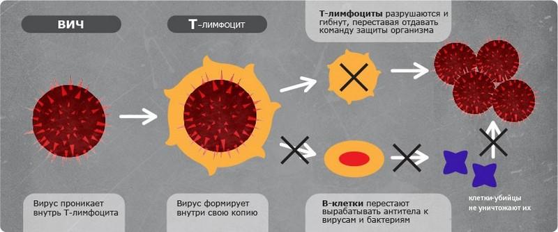 ВИЧ и Т-лимфоциты