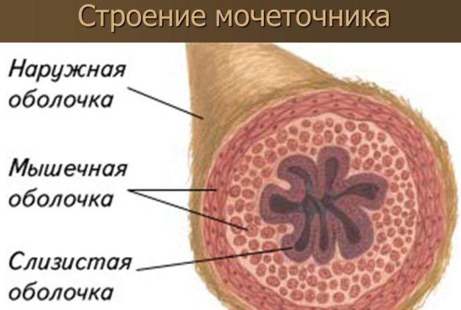 Строение мочеточника