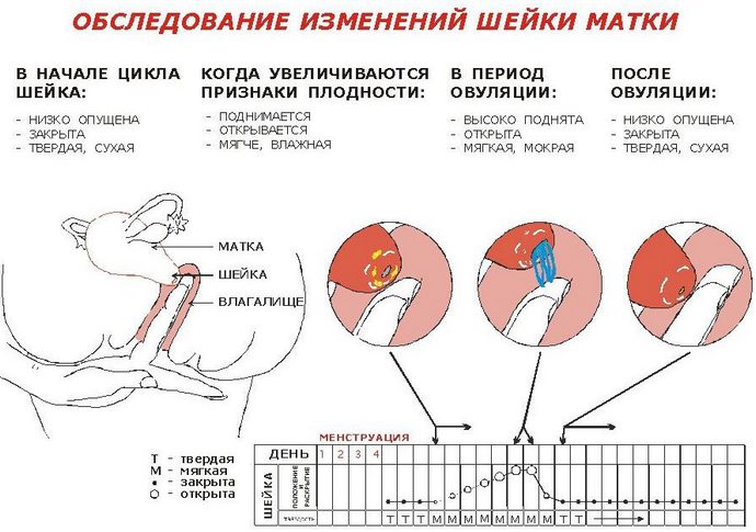 обследование женского органа