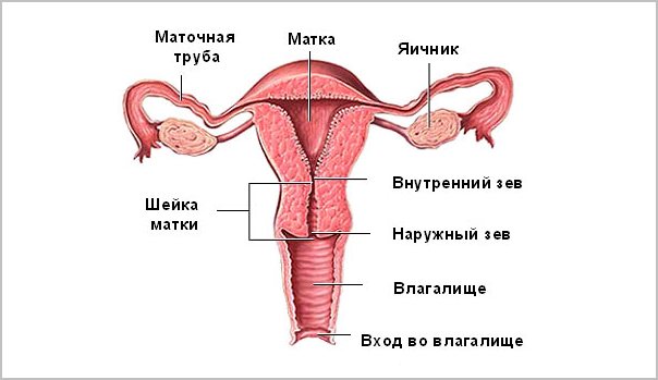 схема органов женщины