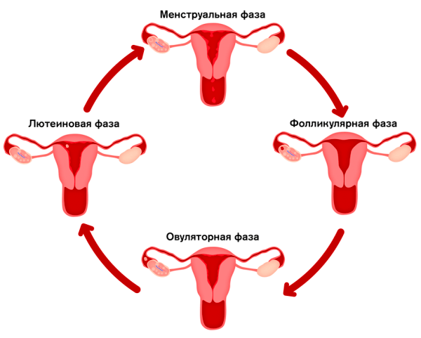 фазы менструального цикла