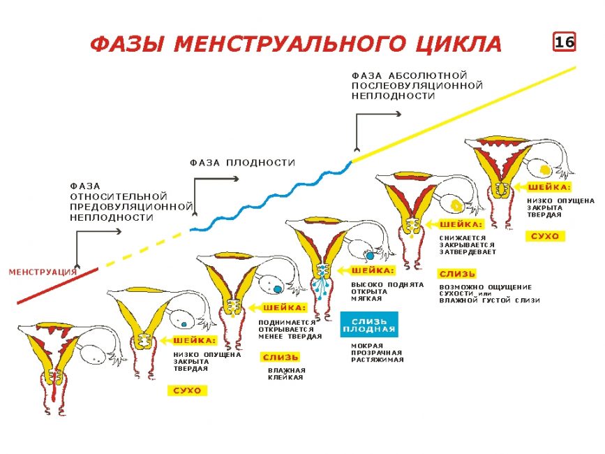 Фазы менструального цикла