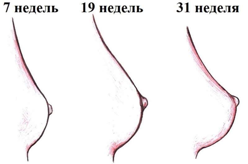 Изменение молочных желез при беременности