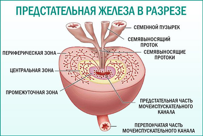 Простата в разрезе