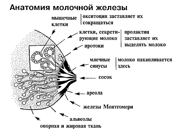 соски при беременности