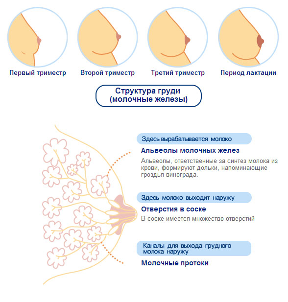 соски при беременности
