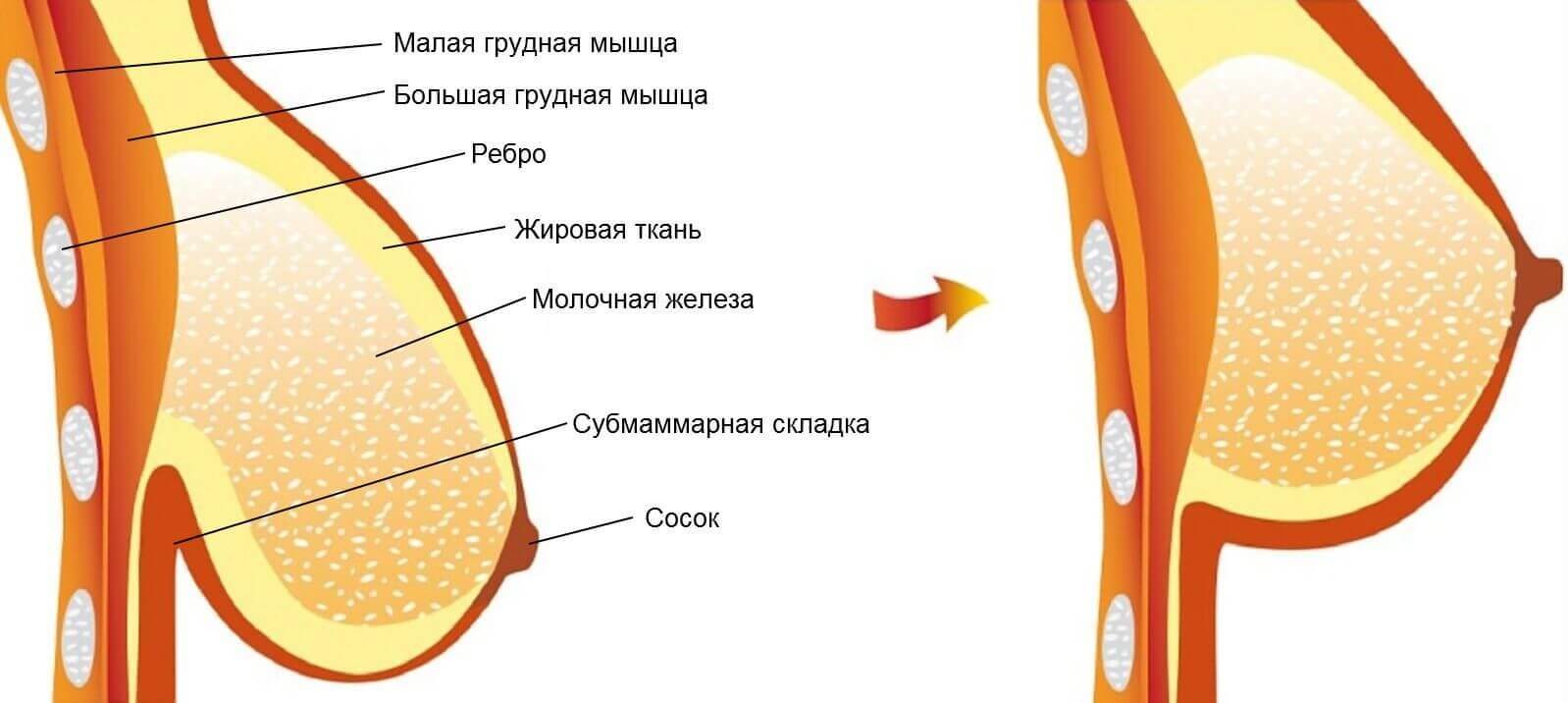 соски при беременности