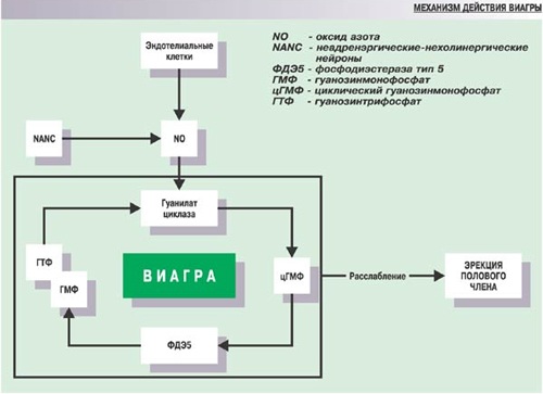 Действие Виагры