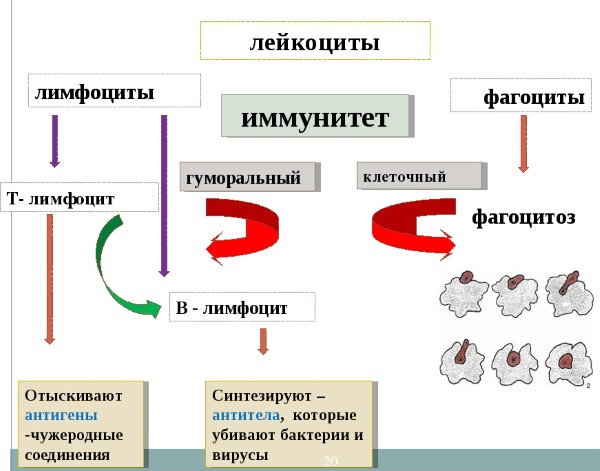 Лимфоциты повышены у взрослого. Причины, лечение после химиотерапии, родов, операции, антибиотиков, удаления селезенки