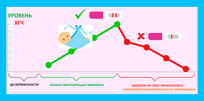 инфографика развития биохимической беременности