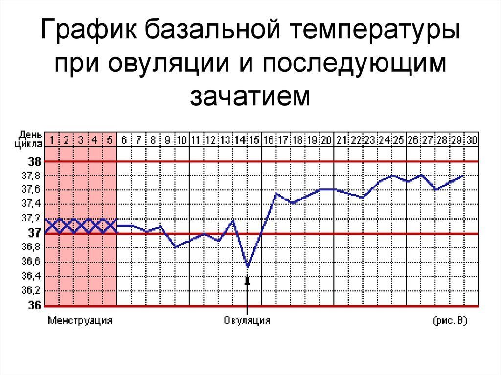 График Базальной температуры