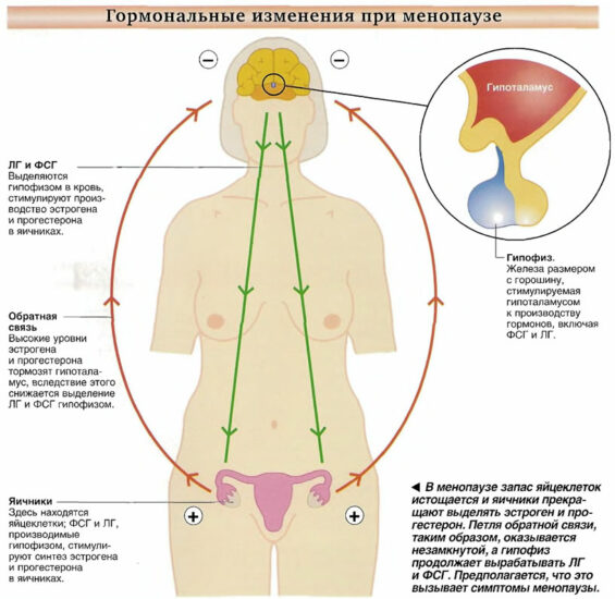 гормоны в менопаузу
