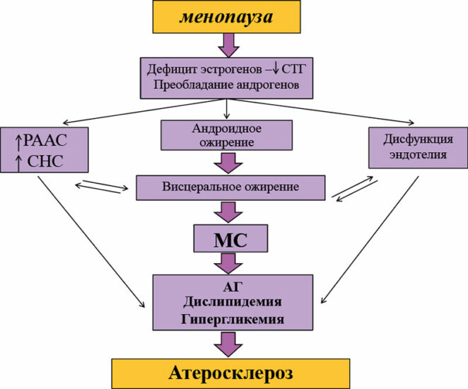 менопауза атеросклероз