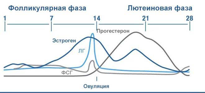 Фолликулярная и лютеиновая фазы