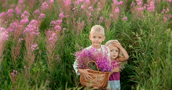 Кипрей полезен для детей