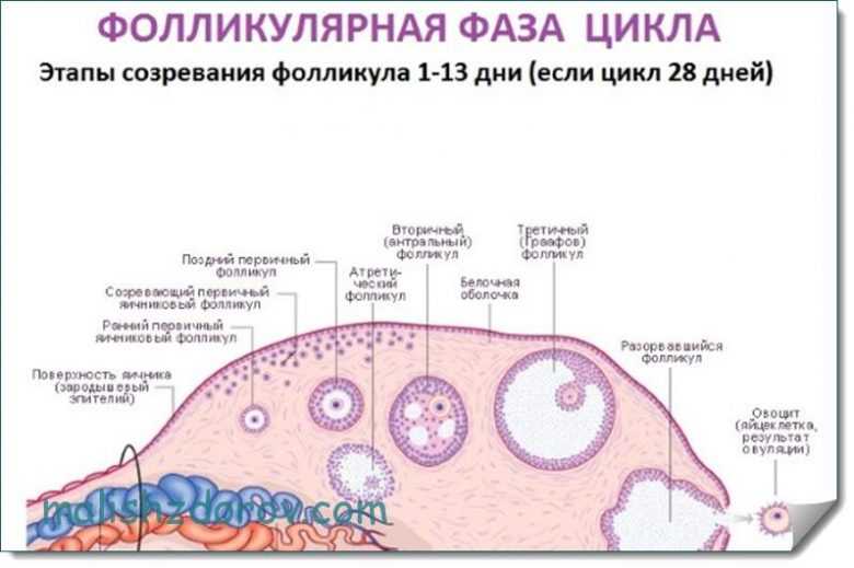 Фолликулярная фаза