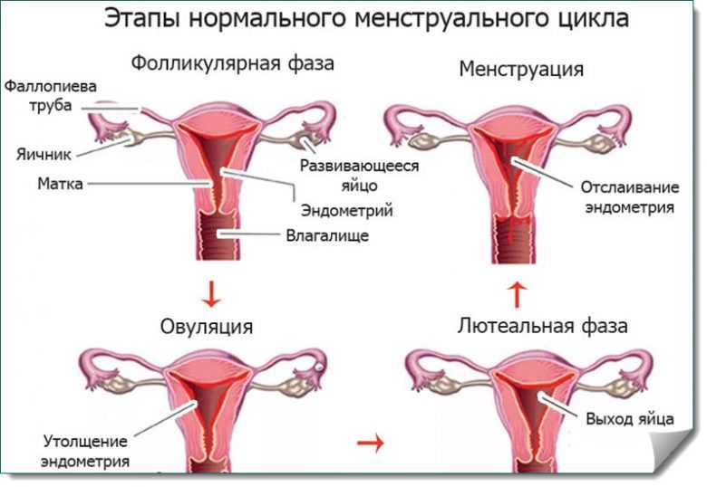 Лютеиновая фаза