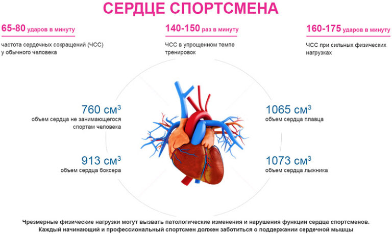 сердце спортсмена