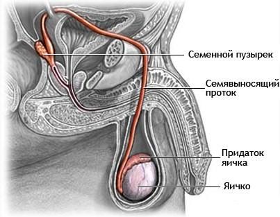 Схема мочеполовых органов