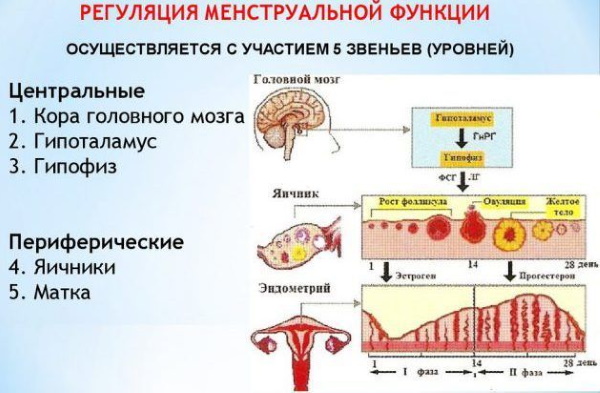 Уровни регуляции менструационного цикла, гормоны. Схема, таблица