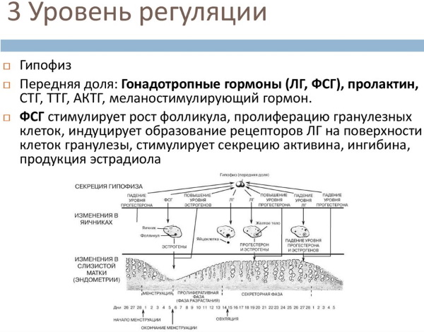 Уровни регуляции менструационного цикла, гормоны. Схема, таблица