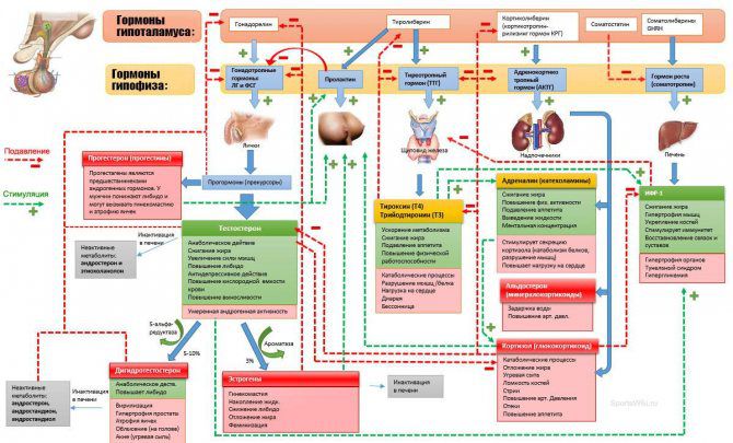 Особенности гормональной регуляции