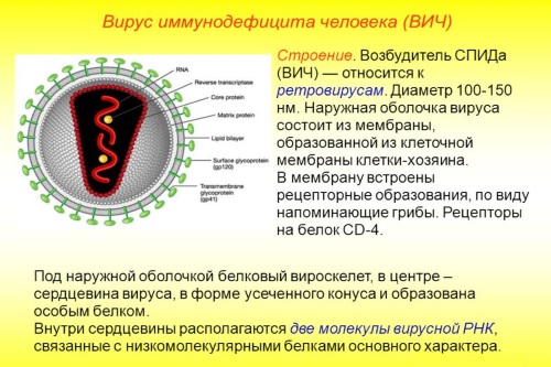 Stroenie-virusa-VICh-infekcii