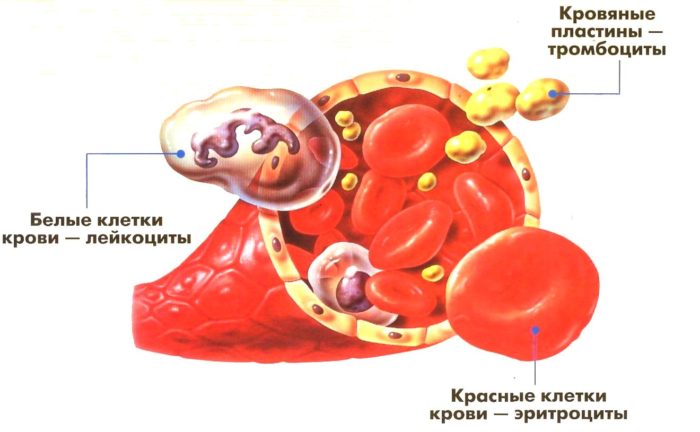 Что значат нормобласты в крови