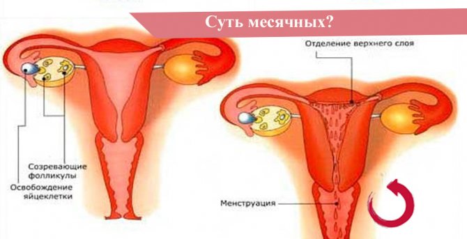 Суть месячных