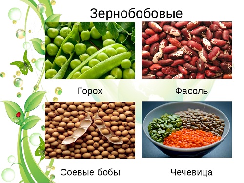  Зерновые бобовые культуры 