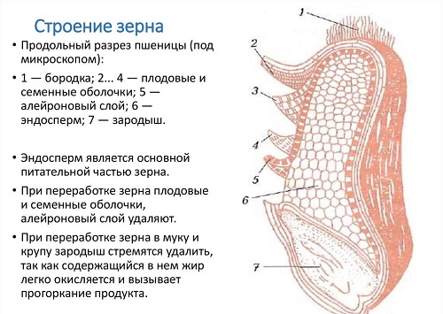  Зерновые злаковые культуры 