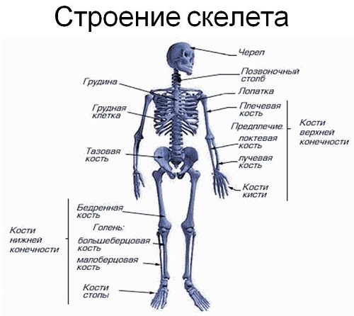  Анатомия человека 