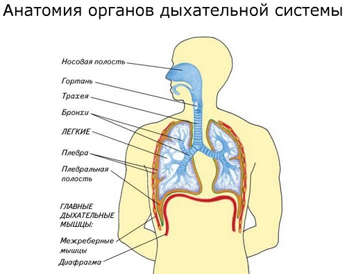  Анатомия человека 