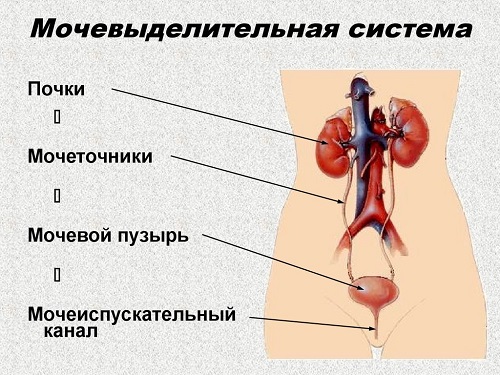  Анатомия человека 