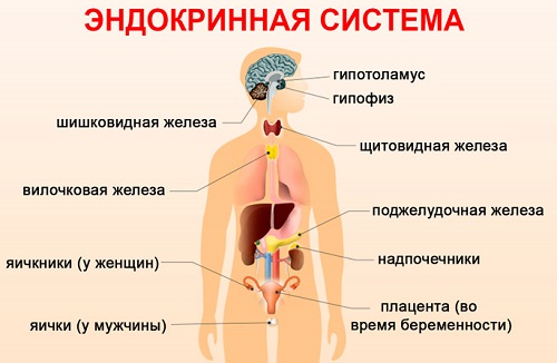  Анатомия человека 