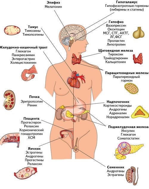  Эндокринная система